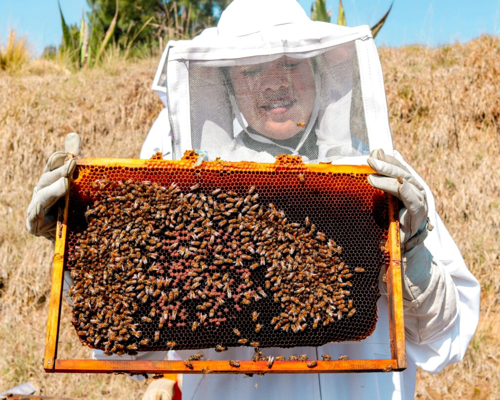 A man in a bee suit holding a frame with bees